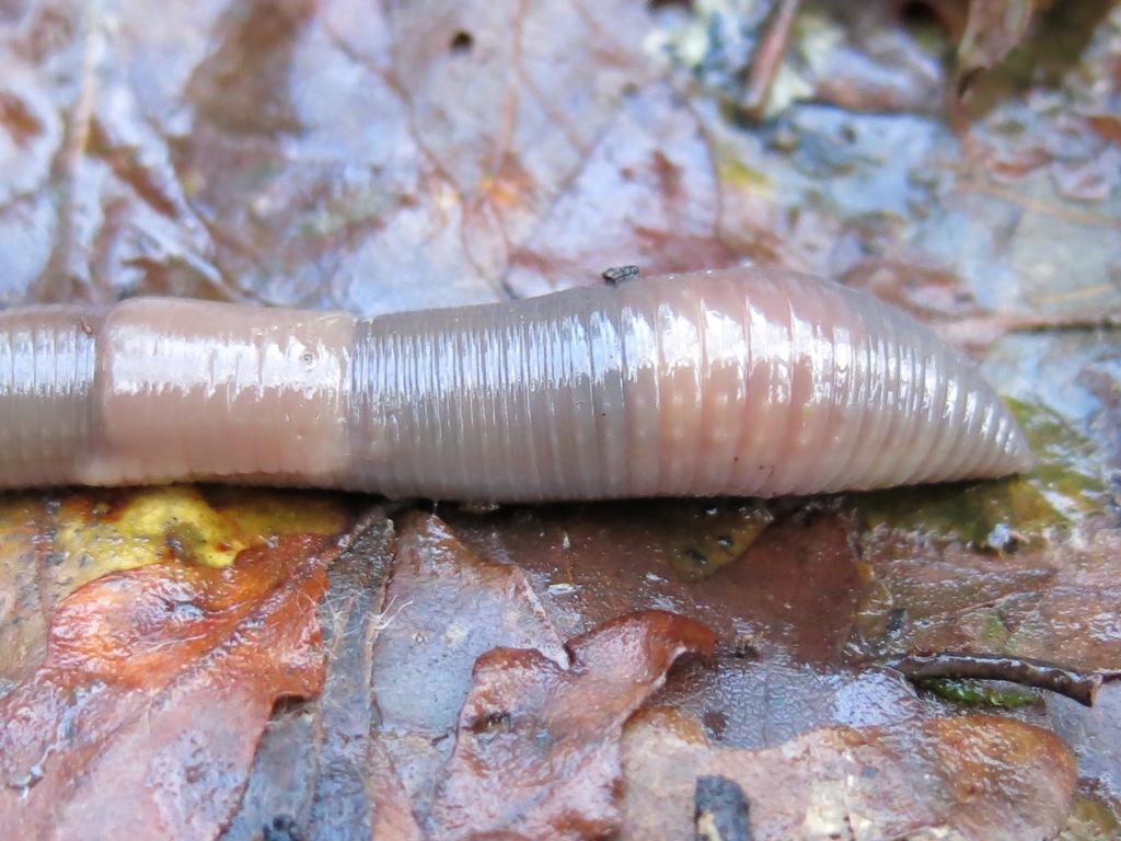 Lumbricus terrestris